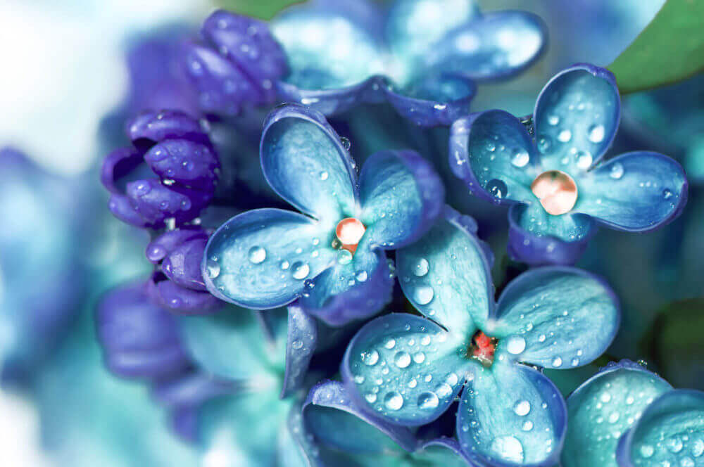 Blumen, Foto olgaman, Shutterstock